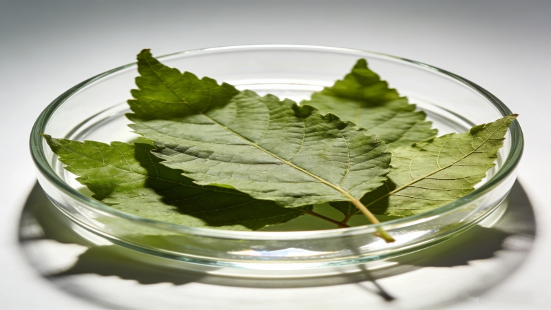 Chlorogenic Acid Powder Eucommia Extract CAS 327-97-9